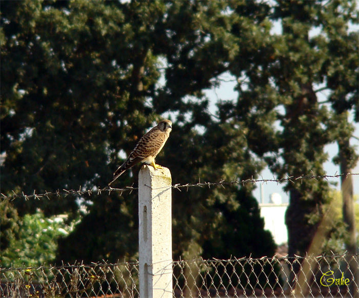 Gheppio, un gioco o la competizione?